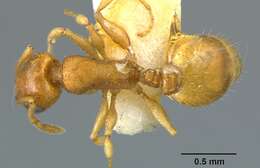 Sivun <i>Temnothorax carinatus</i> kuva