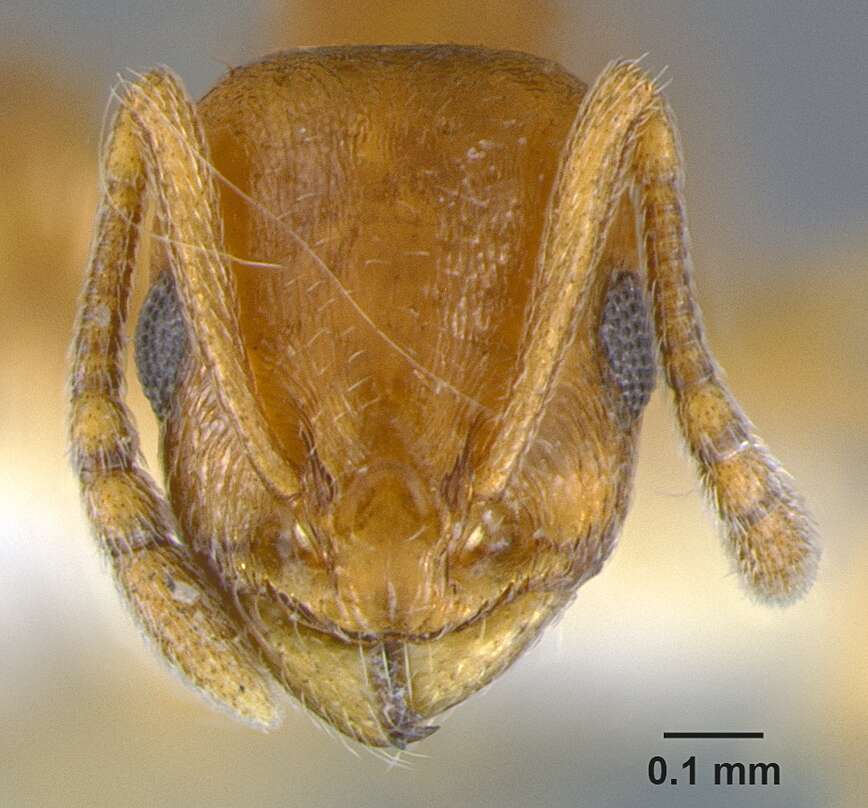 Sivun <i>Temnothorax carinatus</i> kuva