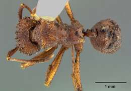 Plancia ëd Trachymyrmex