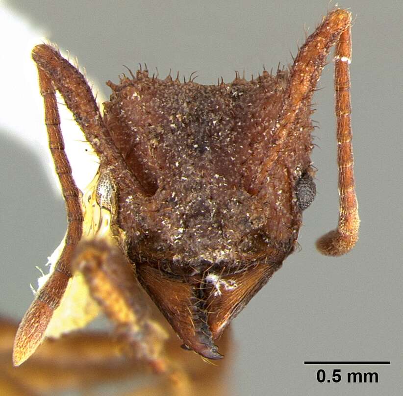 Plancia ëd Trachymyrmex