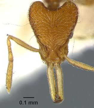 Image of Ant