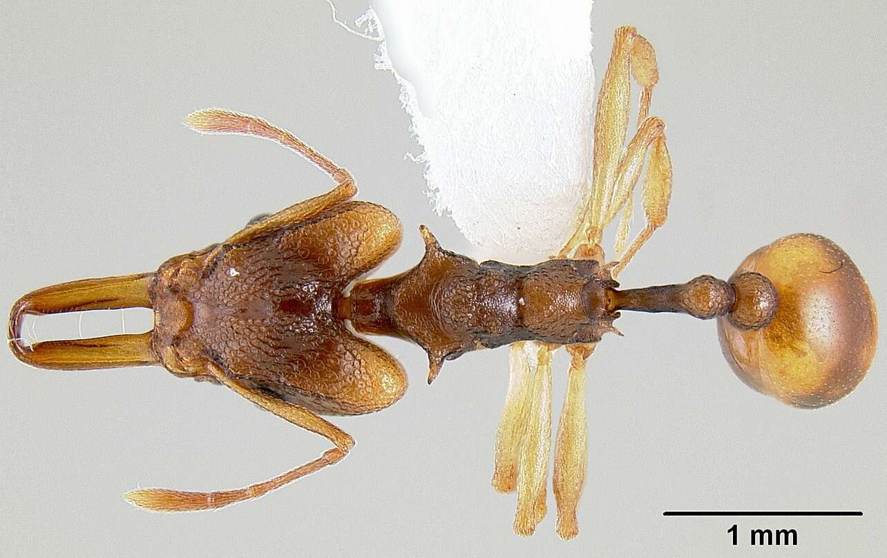 Image of Orectognathus versicolor Donisthorpe 1940
