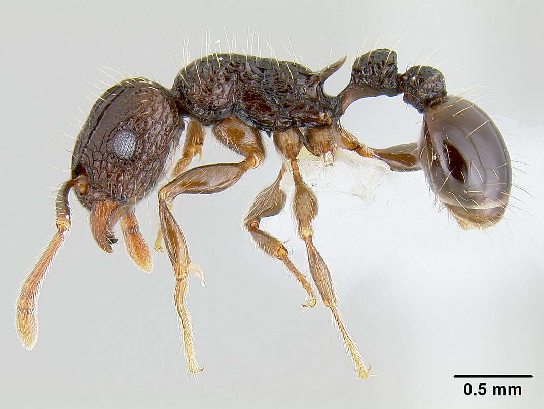 Image of Tetramorium validiusculum Emery 1897