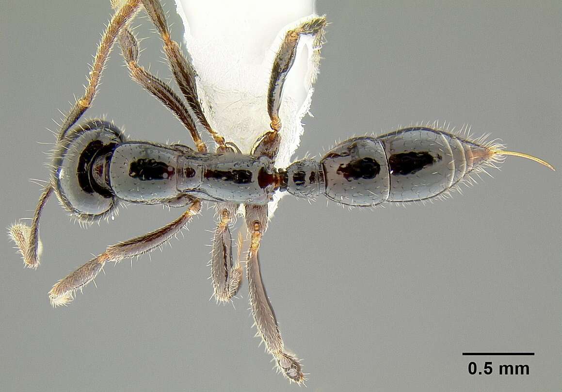 Onychomyrmex hedleyi Emery 1895的圖片