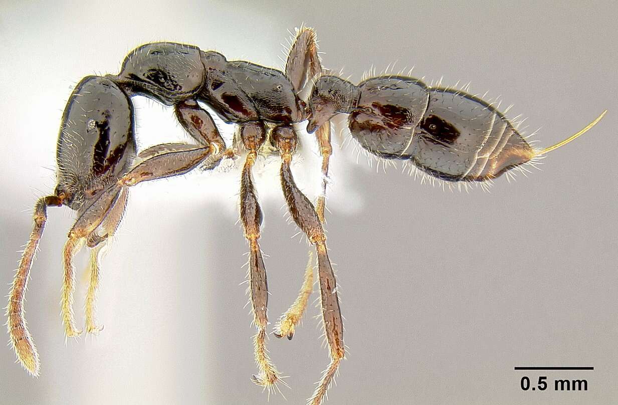 Onychomyrmex hedleyi Emery 1895的圖片