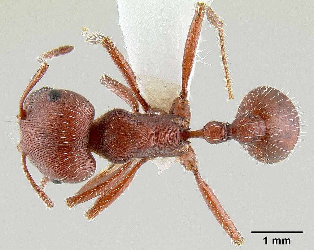 Слика од Pogonomyrmex subdentatus Mayr 1870