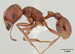 Слика од Pogonomyrmex subdentatus Mayr 1870