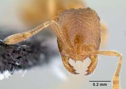 Image of Thief Ant