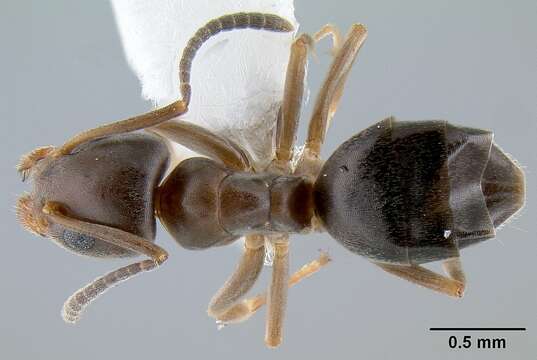 Image of Odorous House Ant