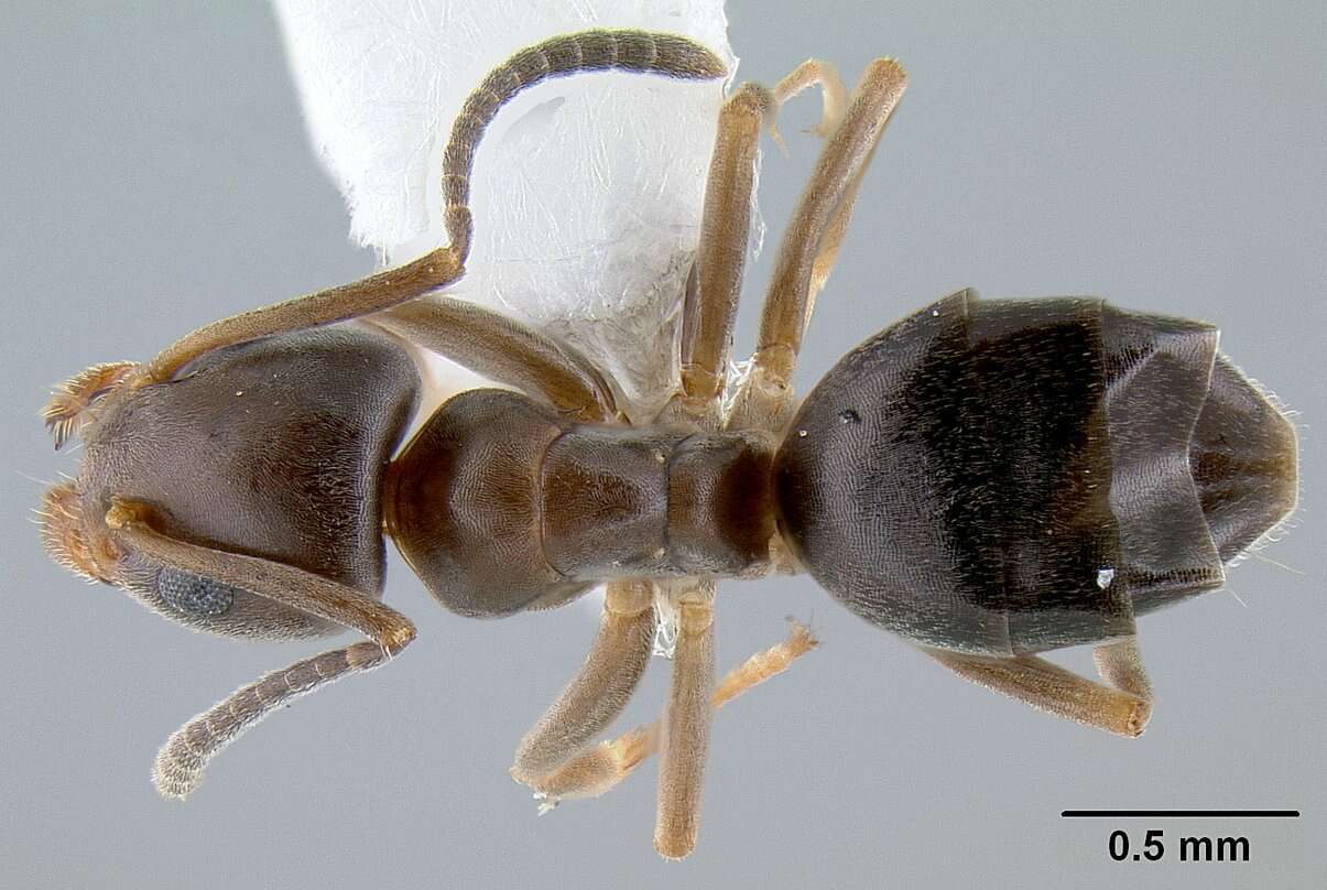 Image of Odorous House Ant