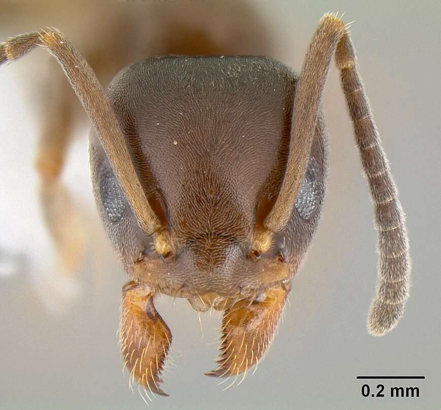 Image of Odorous House Ant