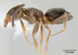 Image of Odorous House Ant