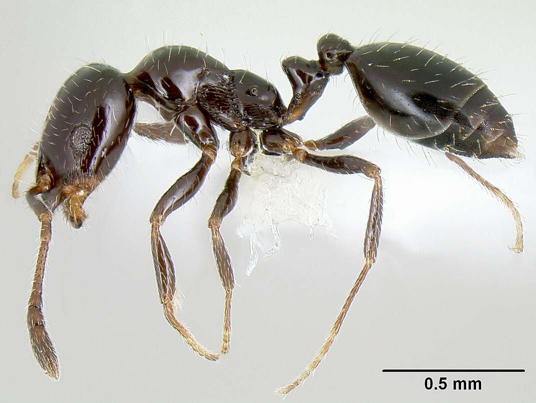 Image of Monomorium