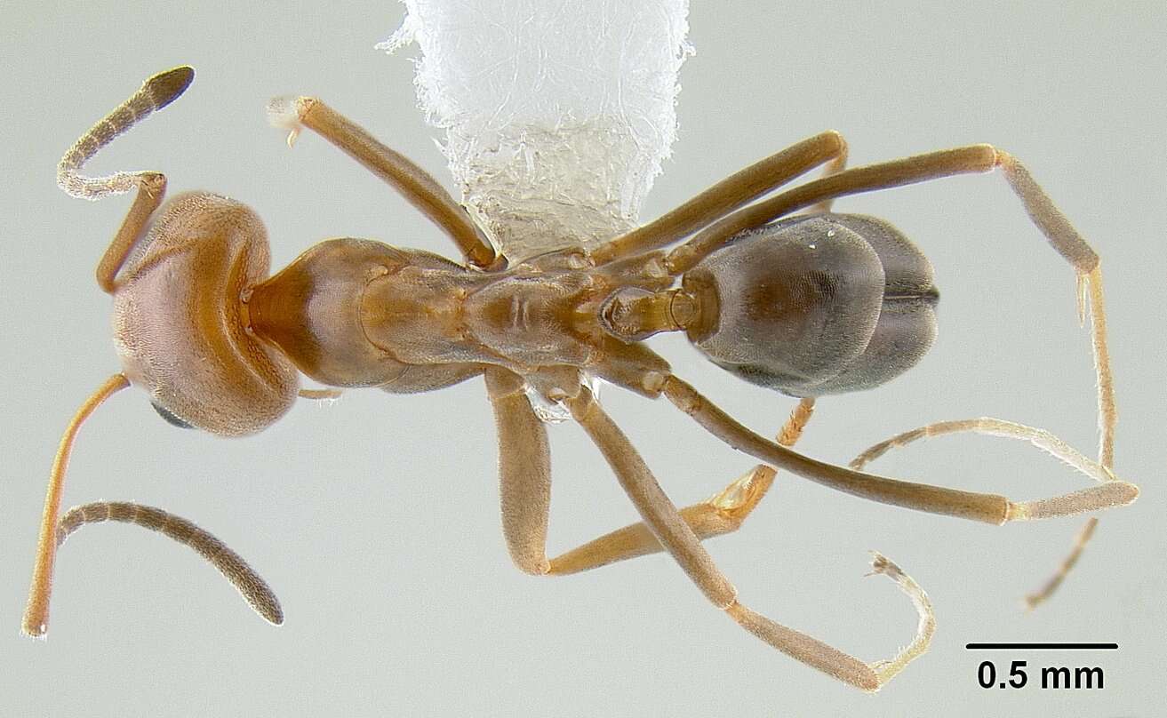 Image of Pyramid Ants