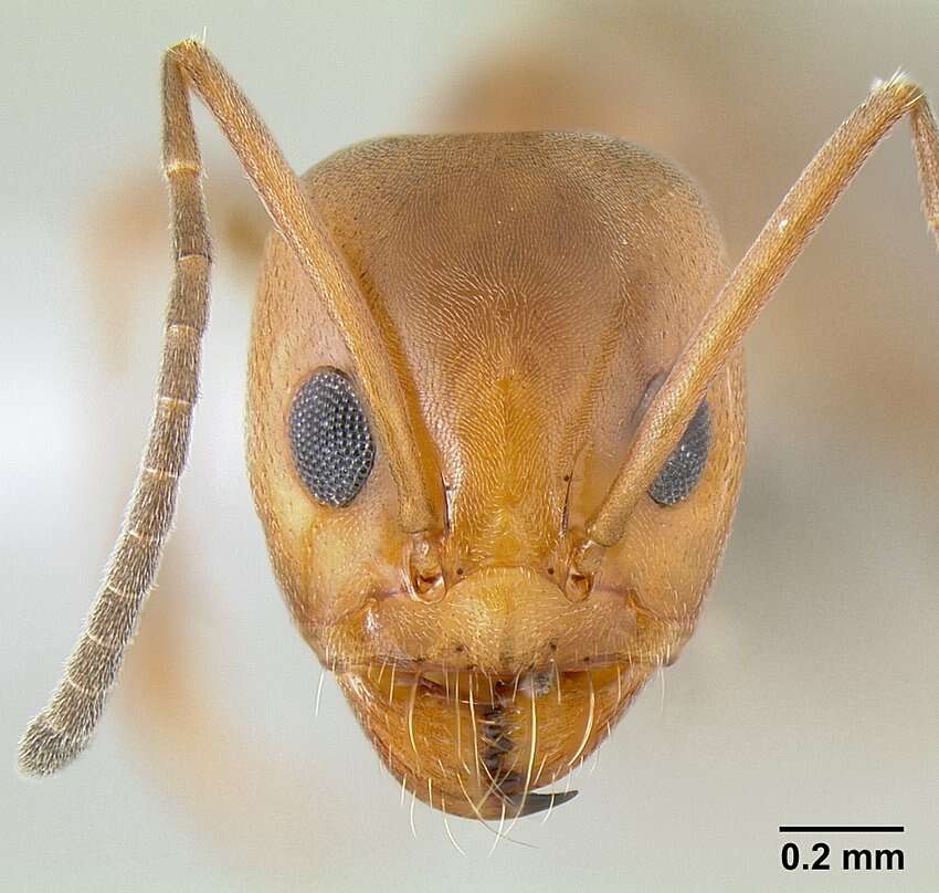 Image of Pyramid Ants