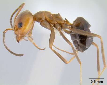 Image of Pyramid Ants