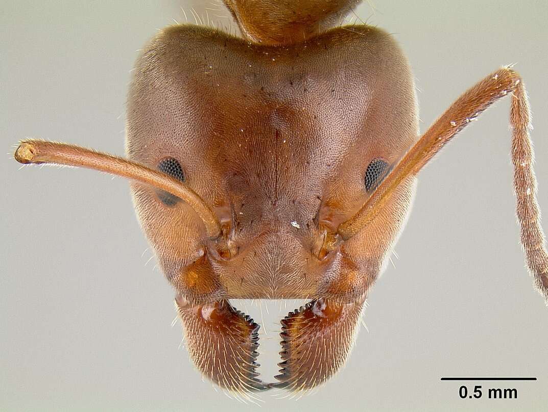 Image of Velvety Tree Ants