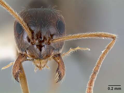 Image of False Honey Ants