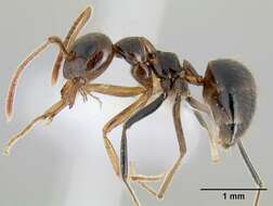 Image of False Honey Ants