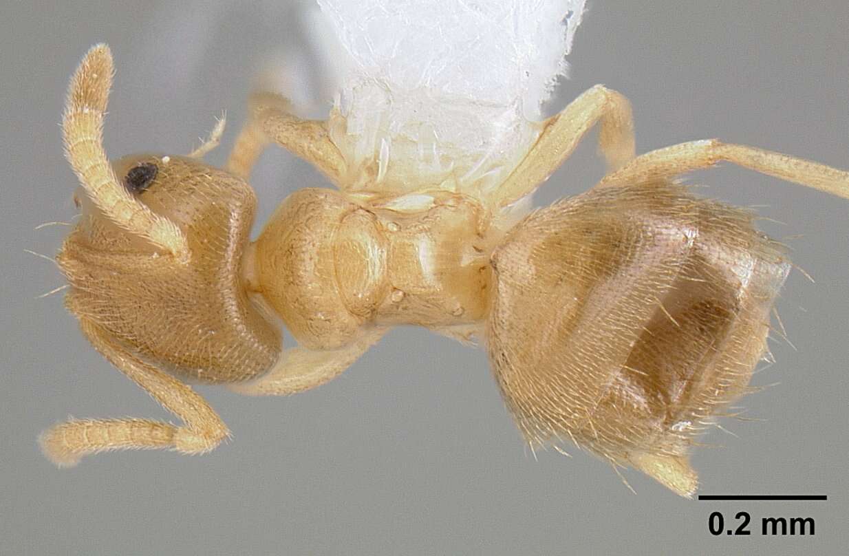 Image of Brachymyrmex depilis Emery 1893