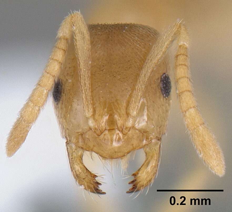 Image of Brachymyrmex depilis Emery 1893