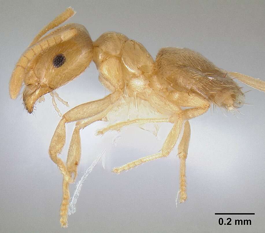 Image of Brachymyrmex depilis Emery 1893