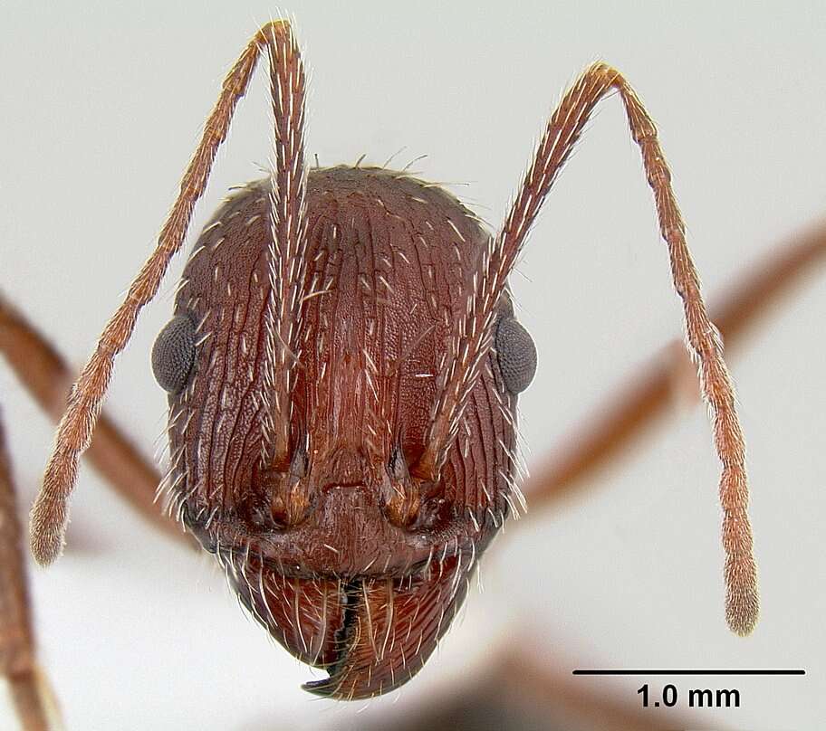 Image of <i>Novomessor albisetosus</i>