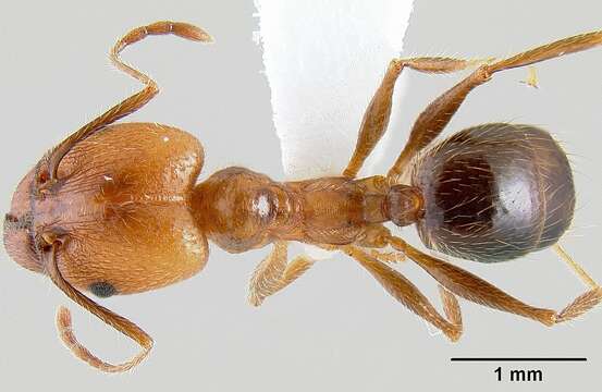 Image de Pheidole