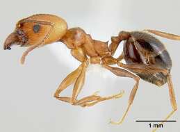 Image of Pheidole