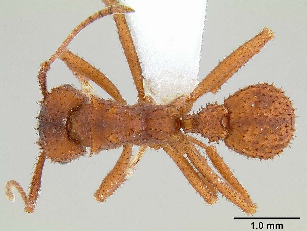 Plancia ëd Trachymyrmex