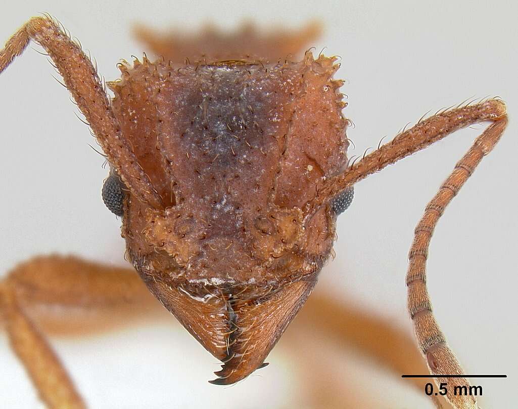 Plancia ëd Trachymyrmex