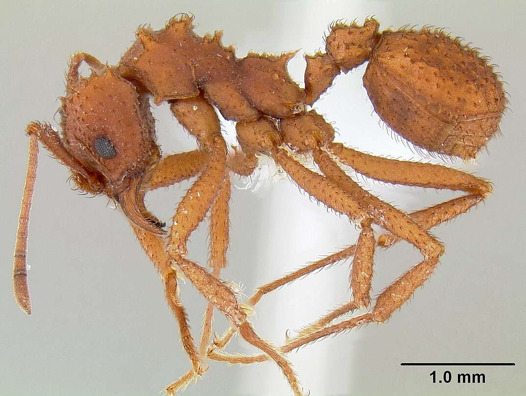 Plancia ëd Trachymyrmex