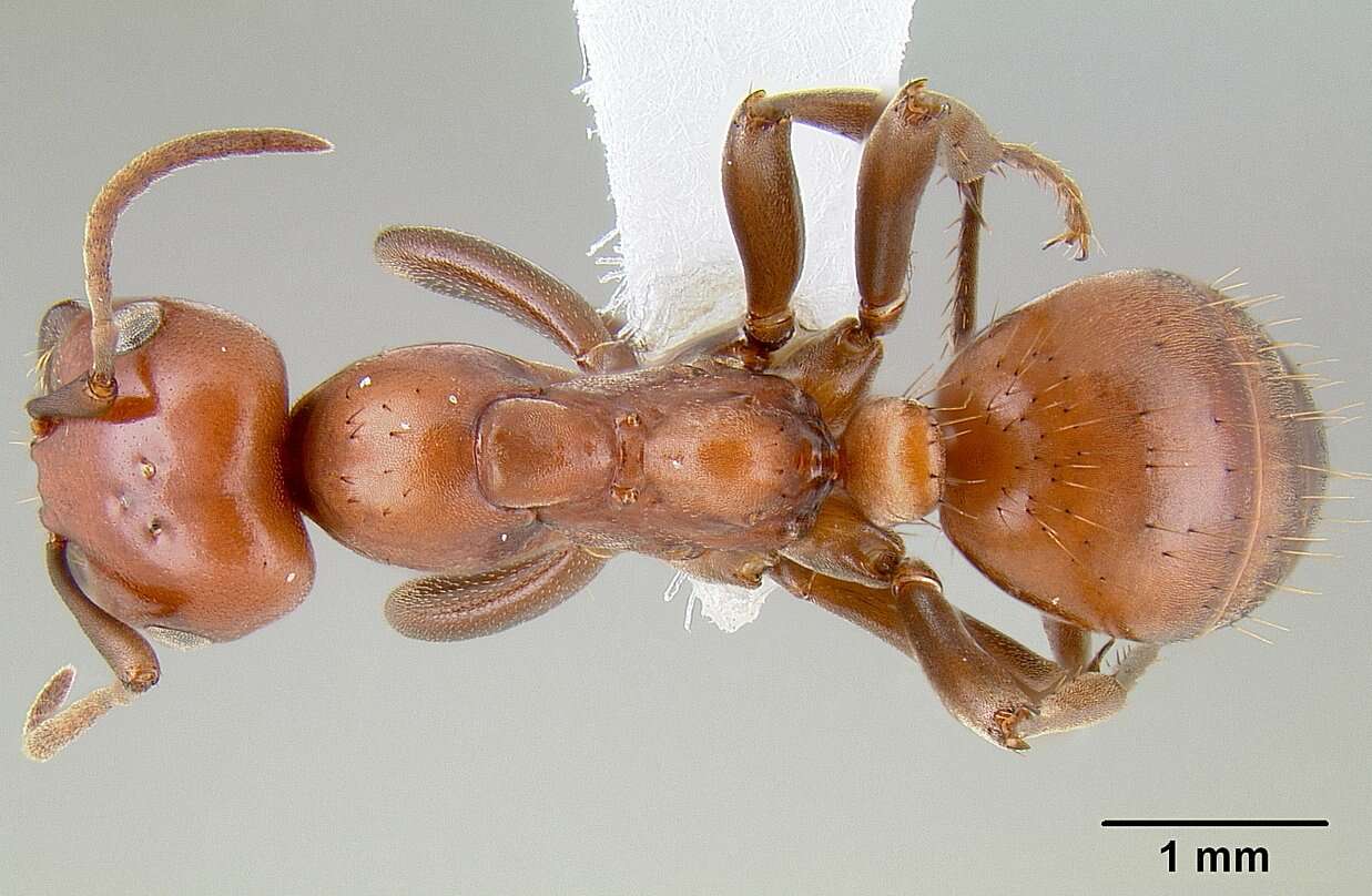 Image of Polyergus mexicanus