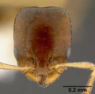 Plancia ëd Xenomyrmex