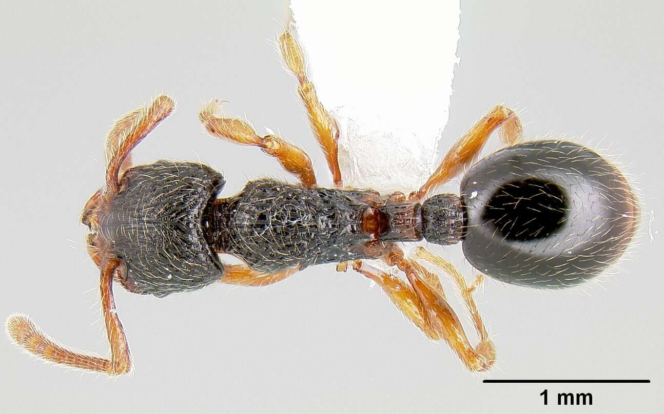 Image of Myrmecina graminicola (Latreille 1802)