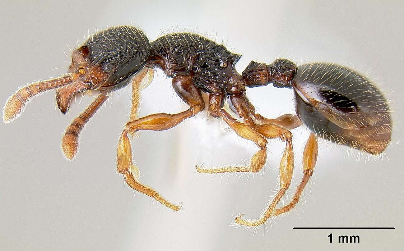 Image of Myrmecina graminicola (Latreille 1802)