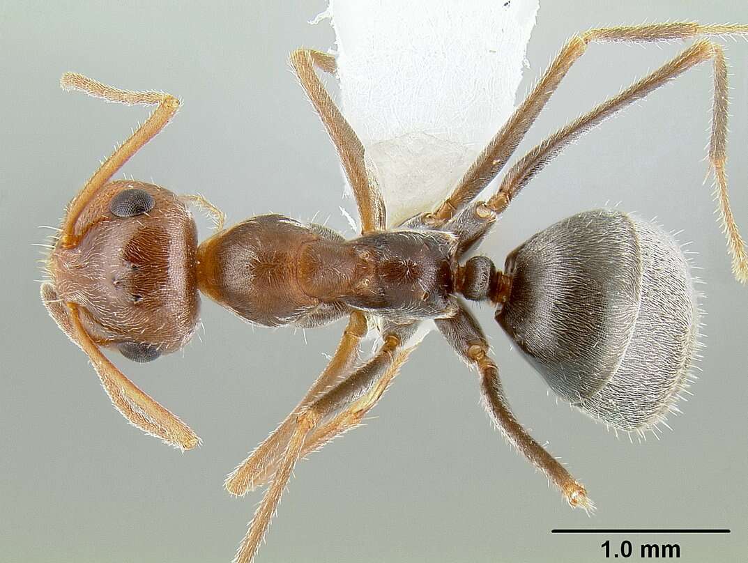 Image of Myrmecocystus flaviceps Wheeler 1912