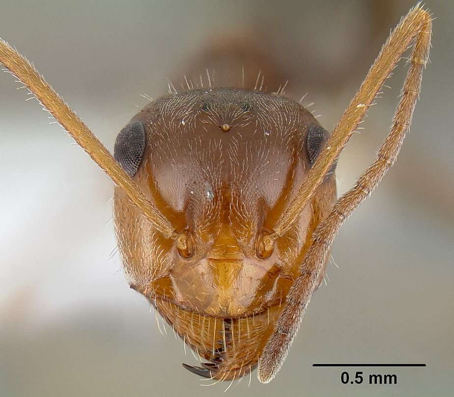 Image of Myrmecocystus flaviceps Wheeler 1912