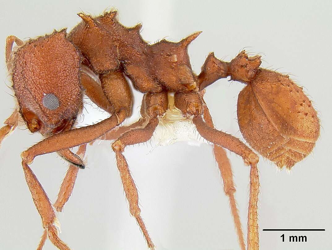 Image of Acromyrmex versicolor (Pergande 1894)