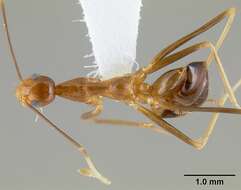 Image of Anoplolepis