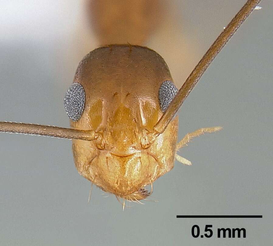 Plancia ëd Anoplolepis