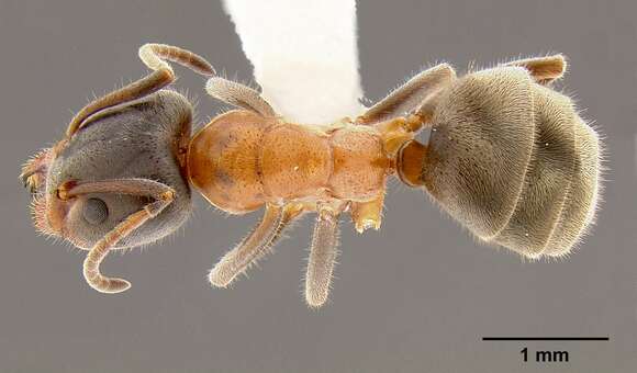 Image of Velvety Tree Ants