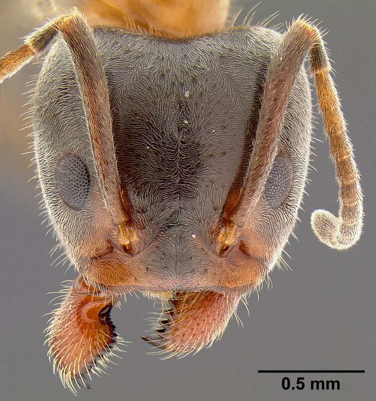 Image of Velvety Tree Ants