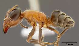 Image of Velvety Tree Ants