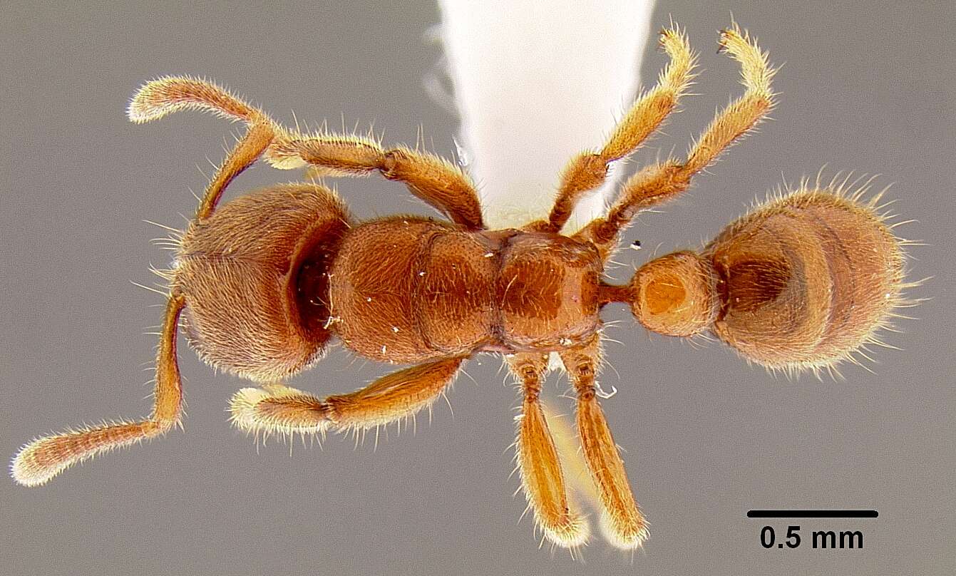 Image of Typhlomyrmex rogenhoferi Mayr 1862