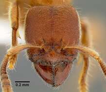 Image of Typhlomyrmex rogenhoferi Mayr 1862