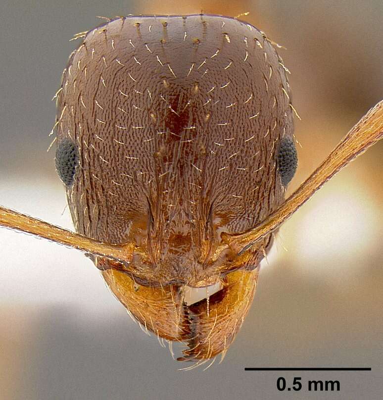 Image of Aphaenogaster occidentalis (Emery 1895)