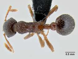 Plancia ëd Myrmica tahoensis Weber 1948