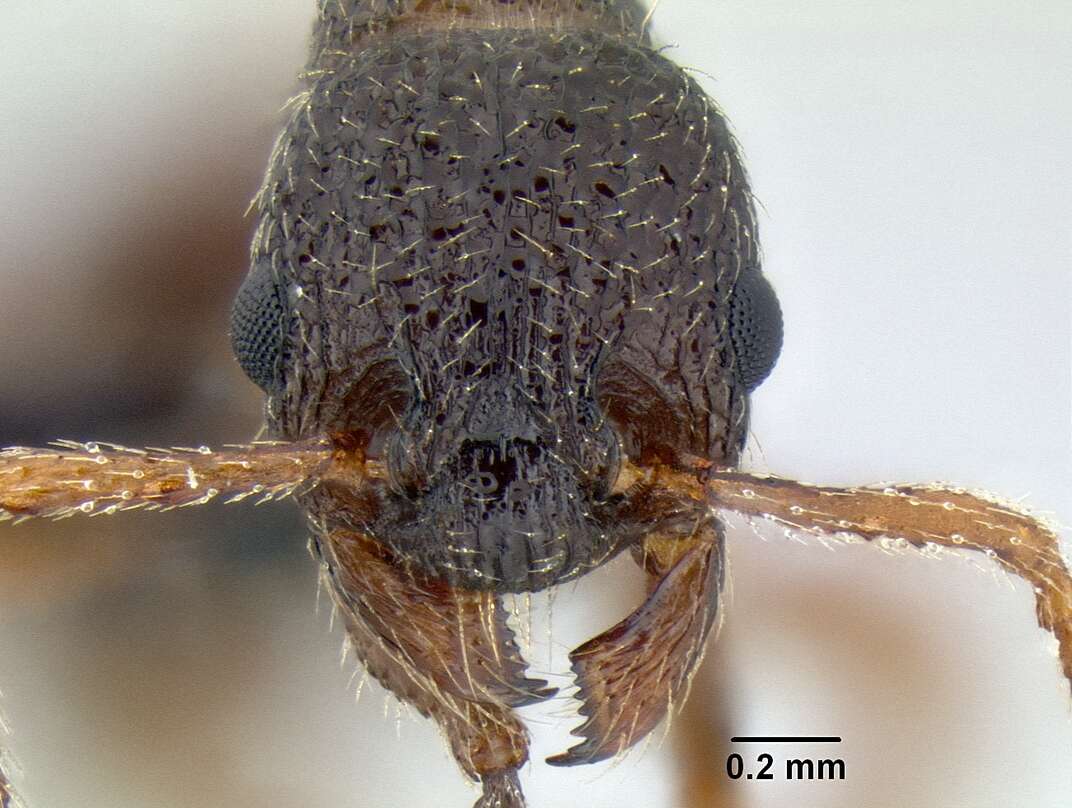 Plancia ëd Myrmica tahoensis Weber 1948