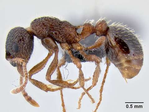 Imagem de Myrmica tahoensis Weber 1948